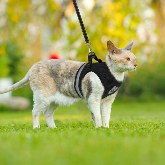 Leash with harness for pets